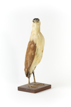 Nankeen Night Heron facing back right and looking towards the front