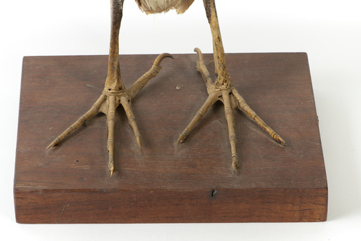 Close up of the Nankeen Night Heron's legs/talons