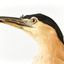 Close up of the Nankeen Night Heron's head.