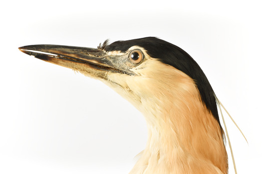 Close up of the Nankeen Night Heron's head.