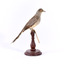 Diamond Dove sitting on a perch facing right 