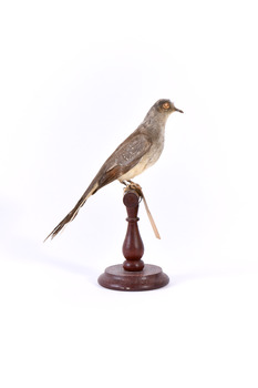 Diamond Dove sitting on a perch facing right 