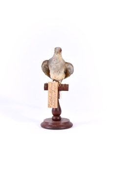 A Diamond Dove standing on a perch facing front 