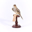 Diamond Dove standing on a wooden perch facing front left