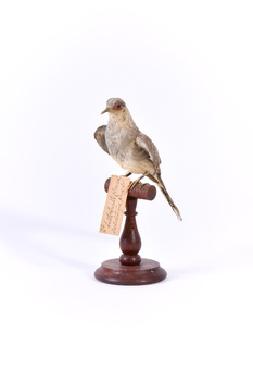 Diamond Dove standing on a wooden perch facing front left