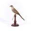 Diamond Dove standing on a perch facing left