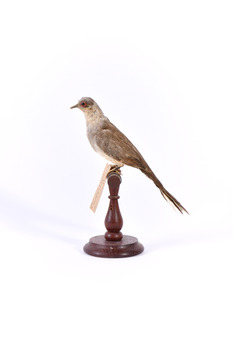 Diamond Dove standing on a perch facing left