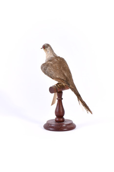 Rear of a Diamond Dove sitting on a wooden perch and facing left