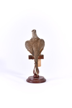 Rear of the Diamond Dove sitting on a perch with wings slightly elevated