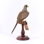 Rear of a Diamond Dove facing right with wings slightly elevated