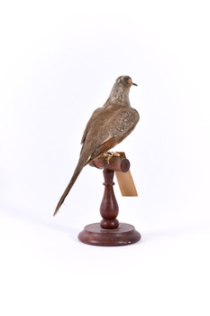 Rear of a Diamond Dove facing right with wings slightly elevated