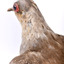 Close up of the side of the Diamond Dove's head