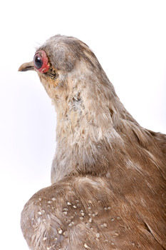 Close up of the side of the Diamond Dove's head
