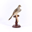 A Diamond Dove sitting on a wooden perch facing front right