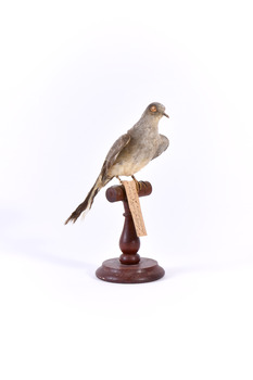 A Diamond Dove sitting on a wooden perch facing front right