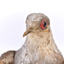 Close up of the face of the Diamond Dove