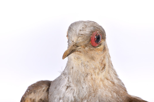 Close up of the face of the Diamond Dove