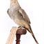 Front left of a Diamond Dove stylised on a wooden perch with a paper tag tied to right leg