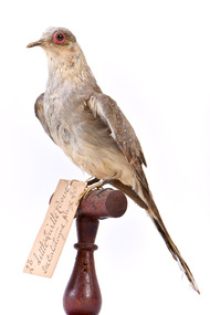 Front left of a Diamond Dove stylised on a wooden perch with a paper tag tied to right leg