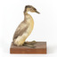 Right side of a Hoary-headed Grebe