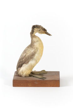 Right side of a Hoary-headed Grebe