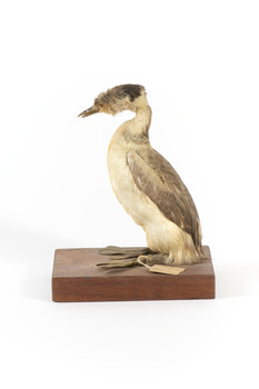 Hoary-headed grebe facing left