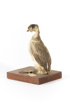 Rear left of the Hoary-headed grebe
