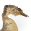 Close up of the right side of the Hoary-Headed Grebe head