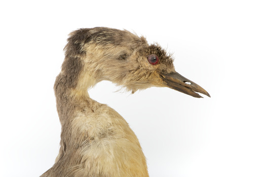 Close up of the right side of the Hoary-Headed Grebe head