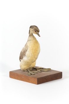 A Hoary-Headed Grebe standing front right 