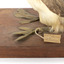 Close up of the Hoary-Headed Grebe legs with paper tag attached