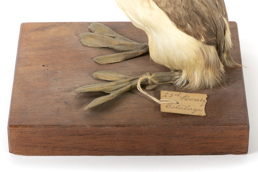 Close up of the Hoary-Headed Grebe legs with paper tag attached