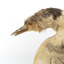 Close up of the left side of the head 