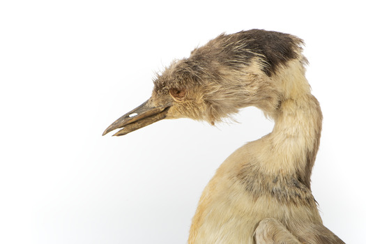 Close up of the left side of the head 