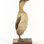 Right side of the Australasian grebe