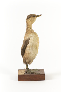 Right side of the Australasian grebe