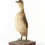 An Australasian Grebe standing front left