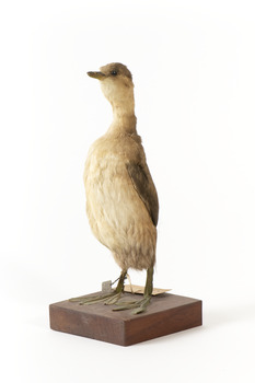 An Australasian Grebe standing front left