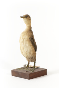 An Australasian Grebe standing front left