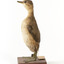 Australasian Grebe standing left