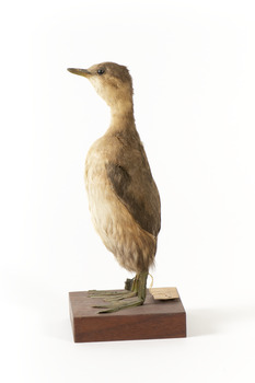 Australasian Grebe standing left