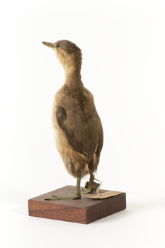 Rear left of the Australasian Grebe