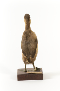 Rear of the Australasian Grebe 