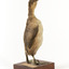 Right side of the rear of the Australasian Grebe