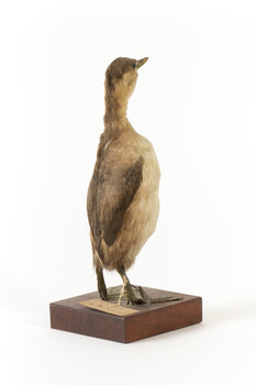 Right side of the rear of the Australasian Grebe
