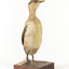 Australasian Grebe facing font right