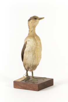 Australasian Grebe facing font right