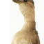 Close up of the head and neck of the Australasian grebe