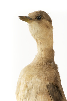 Close up of the head and neck of the Australasian grebe
