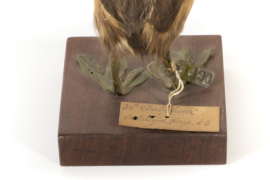 Rear of the Australasian Grebe legs showing a paper tag